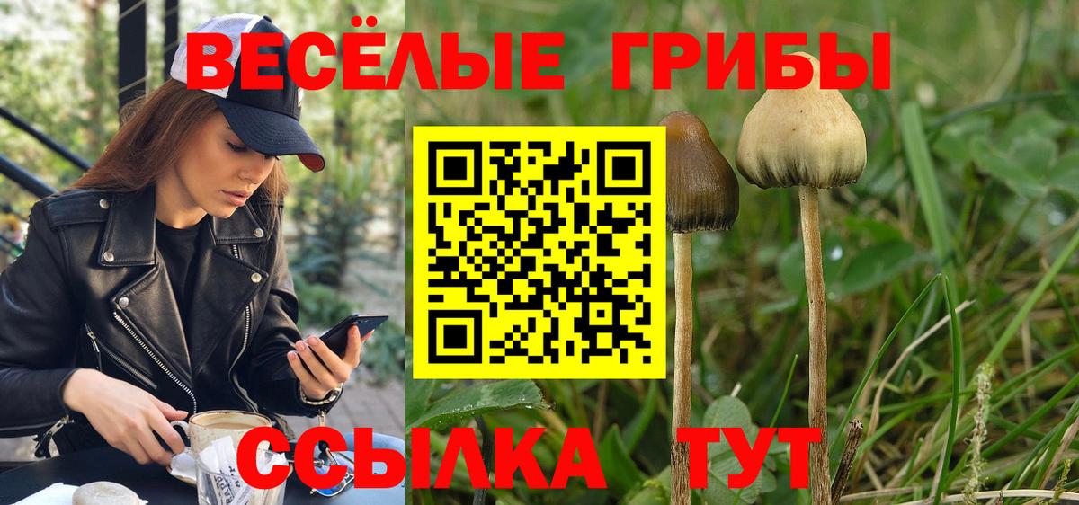 Новороссийск  Псилоцибиновые грибы MAGIC MUSHROOMS  как найти закладки  Вход с VPN  Псилоцибиновые грибы Psilocybe 